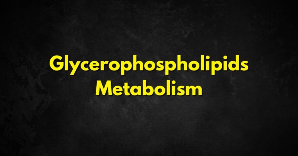 Glycerophospholipids Metabolism