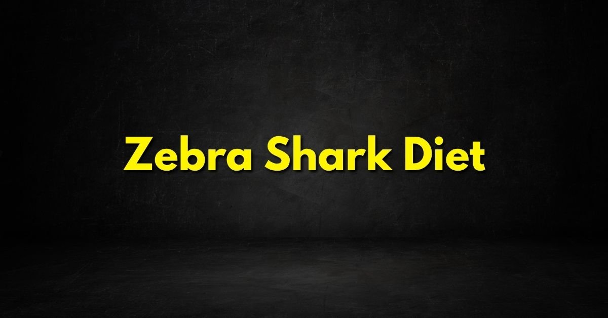 Zebra Shark Diet