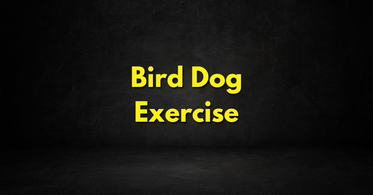 Bird Dog Exercise